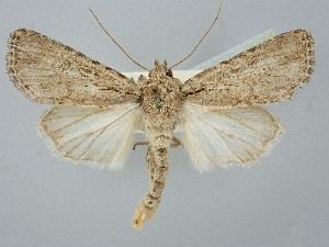  ( - BGE_ZSM_LEP_2563)  @11 [ ] by-nc-sa (2025) SNSB, Staatliche Naturwissenschaftliche Sammlungen Bayerns ZSM (SNSB, Zoologische Staatssammlung Muenchen)
