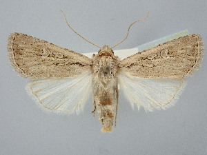  ( - BGE_ZSM_LEP_2564)  @11 [ ] by-nc-sa (2025) SNSB, Staatliche Naturwissenschaftliche Sammlungen Bayerns ZSM (SNSB, Zoologische Staatssammlung Muenchen)