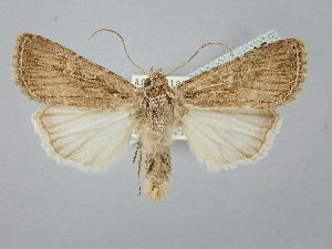  ( - BGE_ZSM_LEP_2565)  @11 [ ] by-nc-sa (2025) SNSB, Staatliche Naturwissenschaftliche Sammlungen Bayerns ZSM (SNSB, Zoologische Staatssammlung Muenchen)