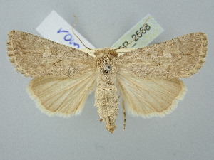  ( - BGE_ZSM_LEP_2568)  @11 [ ] by-nc-sa (2025) SNSB, Staatliche Naturwissenschaftliche Sammlungen Bayerns ZSM (SNSB, Zoologische Staatssammlung Muenchen)