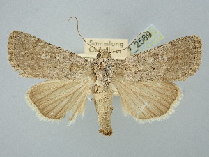  ( - BGE_ZSM_LEP_2569)  @11 [ ] by-nc-sa (2025) SNSB, Staatliche Naturwissenschaftliche Sammlungen Bayerns ZSM (SNSB, Zoologische Staatssammlung Muenchen)