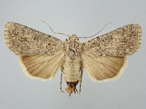  ( - BGE_ZSM_LEP_2570)  @11 [ ] by-nc-sa (2025) SNSB, Staatliche Naturwissenschaftliche Sammlungen Bayerns ZSM (SNSB, Zoologische Staatssammlung Muenchen)