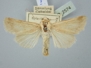 ( - BGE_ZSM_LEP_2574)  @11 [ ] by-nc-sa (2025) SNSB, Staatliche Naturwissenschaftliche Sammlungen Bayerns ZSM (SNSB, Zoologische Staatssammlung Muenchen)