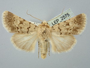  ( - BGE_ZSM_LEP_2575)  @11 [ ] by-nc-sa (2025) SNSB, Staatliche Naturwissenschaftliche Sammlungen Bayerns ZSM (SNSB, Zoologische Staatssammlung Muenchen)