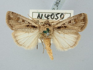  ( - BGE_ZSM_LEP_2620)  @11 [ ] by-nc-sa (2025) SNSB, Staatliche Naturwissenschaftliche Sammlungen Bayerns ZSM (SNSB, Zoologische Staatssammlung Muenchen)
