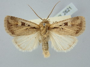  ( - BGE_ZSM_LEP_2621)  @11 [ ] by-nc-sa (2025) SNSB, Staatliche Naturwissenschaftliche Sammlungen Bayerns ZSM (SNSB, Zoologische Staatssammlung Muenchen)