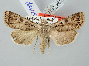  ( - BGE_ZSM_LEP_2625)  @11 [ ] by-nc-sa (2025) SNSB, Staatliche Naturwissenschaftliche Sammlungen Bayerns ZSM (SNSB, Zoologische Staatssammlung Muenchen)
