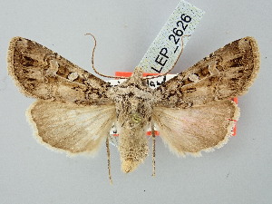  ( - BGE_ZSM_LEP_2626)  @11 [ ] by-nc-sa (2025) SNSB, Staatliche Naturwissenschaftliche Sammlungen Bayerns ZSM (SNSB, Zoologische Staatssammlung Muenchen)