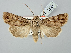  ( - BGE_ZSM_LEP_2627)  @11 [ ] by-nc-sa (2025) SNSB, Staatliche Naturwissenschaftliche Sammlungen Bayerns ZSM (SNSB, Zoologische Staatssammlung Muenchen)