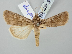  (Euxoa diaphora - BGE_ZSM_LEP_2630)  @11 [ ] by-nc-sa (2025) SNSB, Staatliche Naturwissenschaftliche Sammlungen Bayerns ZSM (SNSB, Zoologische Staatssammlung Muenchen)