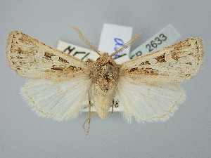  ( - BGE_ZSM_LEP_2633)  @11 [ ] by-nc-sa (2025) SNSB, Staatliche Naturwissenschaftliche Sammlungen Bayerns ZSM (SNSB, Zoologische Staatssammlung Muenchen)