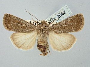  ( - BGE_ZSM_LEP_2642)  @11 [ ] by-nc-sa (2025) SNSB, Staatliche Naturwissenschaftliche Sammlungen Bayerns ZSM (SNSB, Zoologische Staatssammlung Muenchen)