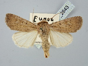  ( - BGE_ZSM_LEP_2643)  @11 [ ] by-nc-sa (2025) SNSB, Staatliche Naturwissenschaftliche Sammlungen Bayerns ZSM (SNSB, Zoologische Staatssammlung Muenchen)
