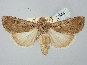  ( - BGE_ZSM_LEP_2644)  @11 [ ] by-nc-sa (2025) SNSB, Staatliche Naturwissenschaftliche Sammlungen Bayerns ZSM (SNSB, Zoologische Staatssammlung Muenchen)