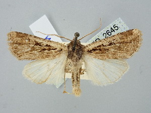  ( - BGE_ZSM_LEP_2645)  @11 [ ] by-nc-sa (2025) SNSB, Staatliche Naturwissenschaftliche Sammlungen Bayerns ZSM (SNSB, Zoologische Staatssammlung Muenchen)