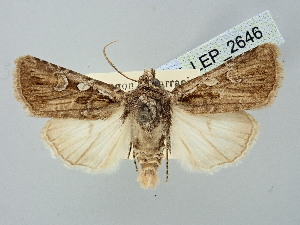  ( - BGE_ZSM_LEP_2646)  @11 [ ] by-nc-sa (2025) SNSB, Staatliche Naturwissenschaftliche Sammlungen Bayerns ZSM (SNSB, Zoologische Staatssammlung Muenchen)