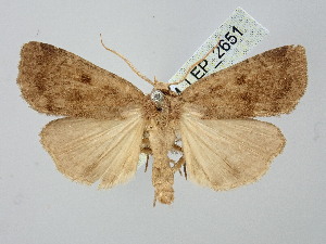  ( - BGE_ZSM_LEP_2651)  @11 [ ] by-nc-sa (2025) SNSB, Staatliche Naturwissenschaftliche Sammlungen Bayerns ZSM (SNSB, Zoologische Staatssammlung Muenchen)