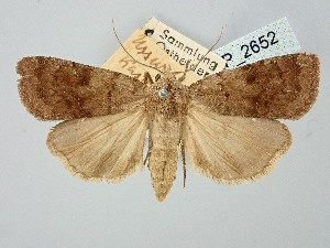 ( - BGE_ZSM_LEP_2652)  @11 [ ] by-nc-sa (2025) SNSB, Staatliche Naturwissenschaftliche Sammlungen Bayerns ZSM (SNSB, Zoologische Staatssammlung Muenchen)