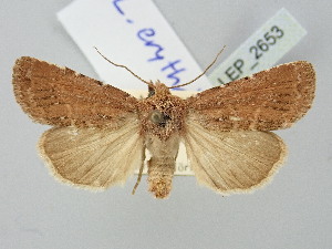  ( - BGE_ZSM_LEP_2653)  @11 [ ] by-nc-sa (2025) SNSB, Staatliche Naturwissenschaftliche Sammlungen Bayerns ZSM (SNSB, Zoologische Staatssammlung Muenchen)