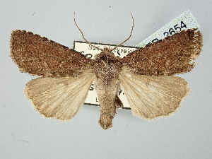  ( - BGE_ZSM_LEP_2654)  @11 [ ] by-nc-sa (2025) SNSB, Staatliche Naturwissenschaftliche Sammlungen Bayerns ZSM (SNSB, Zoologische Staatssammlung Muenchen)