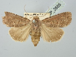  ( - BGE_ZSM_LEP_2655)  @11 [ ] by-nc-sa (2025) SNSB, Staatliche Naturwissenschaftliche Sammlungen Bayerns ZSM (SNSB, Zoologische Staatssammlung Muenchen)