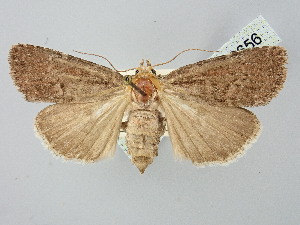  ( - BGE_ZSM_LEP_2656)  @11 [ ] by-nc-sa (2025) SNSB, Staatliche Naturwissenschaftliche Sammlungen Bayerns ZSM (SNSB, Zoologische Staatssammlung Muenchen)