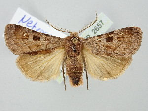  ( - BGE_ZSM_LEP_2657)  @11 [ ] by-nc-sa (2025) SNSB, Staatliche Naturwissenschaftliche Sammlungen Bayerns ZSM (SNSB, Zoologische Staatssammlung Muenchen)