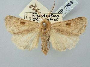  ( - BGE_ZSM_LEP_2659)  @11 [ ] by-nc-sa (2025) SNSB, Staatliche Naturwissenschaftliche Sammlungen Bayerns ZSM (SNSB, Zoologische Staatssammlung Muenchen)