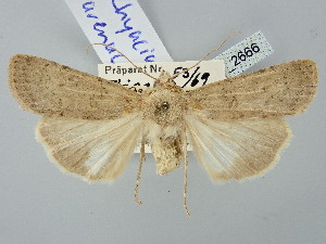  ( - BGE_ZSM_LEP_2666)  @11 [ ] by-nc-sa (2025) SNSB, Staatliche Naturwissenschaftliche Sammlungen Bayerns ZSM (SNSB, Zoologische Staatssammlung Muenchen)