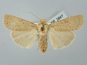 ( - BGE_ZSM_LEP_2667)  @11 [ ] by-nc-sa (2025) SNSB, Staatliche Naturwissenschaftliche Sammlungen Bayerns ZSM (SNSB, Zoologische Staatssammlung Muenchen)