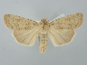  ( - BGE_ZSM_LEP_2668)  @11 [ ] by-nc-sa (2025) SNSB, Staatliche Naturwissenschaftliche Sammlungen Bayerns ZSM (SNSB, Zoologische Staatssammlung Muenchen)