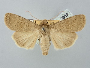  ( - BGE_ZSM_LEP_2669)  @11 [ ] by-nc-sa (2025) SNSB, Staatliche Naturwissenschaftliche Sammlungen Bayerns ZSM (SNSB, Zoologische Staatssammlung Muenchen)