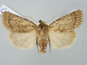  ( - BGE_ZSM_LEP_2670)  @11 [ ] by-nc-sa (2025) SNSB, Staatliche Naturwissenschaftliche Sammlungen Bayerns ZSM (SNSB, Zoologische Staatssammlung Muenchen)