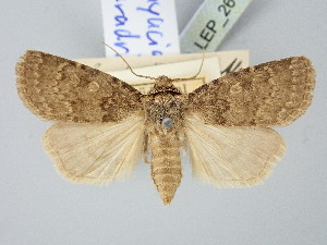  ( - BGE_ZSM_LEP_2671)  @11 [ ] by-nc-sa (2025) SNSB, Staatliche Naturwissenschaftliche Sammlungen Bayerns ZSM (SNSB, Zoologische Staatssammlung Muenchen)