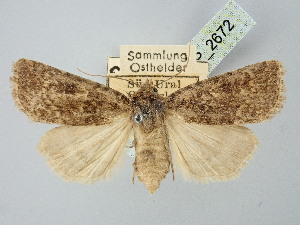  ( - BGE_ZSM_LEP_2672)  @11 [ ] by-nc-sa (2025) SNSB, Staatliche Naturwissenschaftliche Sammlungen Bayerns ZSM (SNSB, Zoologische Staatssammlung Muenchen)