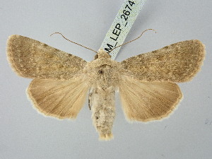  ( - BGE_ZSM_LEP_2674)  @11 [ ] by-nc-sa (2025) SNSB, Staatliche Naturwissenschaftliche Sammlungen Bayerns ZSM (SNSB, Zoologische Staatssammlung Muenchen)