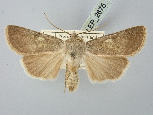  ( - BGE_ZSM_LEP_2675)  @11 [ ] by-nc-sa (2025) SNSB, Staatliche Naturwissenschaftliche Sammlungen Bayerns ZSM (SNSB, Zoologische Staatssammlung Muenchen)