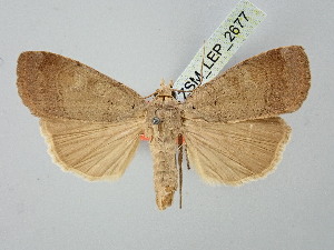  ( - BGE_ZSM_LEP_2677)  @11 [ ] by-nc-sa (2025) SNSB, Staatliche Naturwissenschaftliche Sammlungen Bayerns ZSM (SNSB, Zoologische Staatssammlung Muenchen)