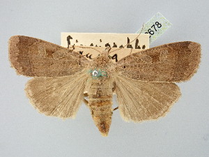 ( - BGE_ZSM_LEP_2678)  @11 [ ] by-nc-sa (2025) SNSB, Staatliche Naturwissenschaftliche Sammlungen Bayerns ZSM (SNSB, Zoologische Staatssammlung Muenchen)
