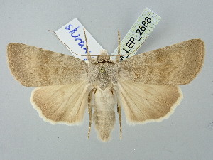  ( - BGE_ZSM_LEP_2686)  @11 [ ] by-nc-sa (2025) SNSB, Staatliche Naturwissenschaftliche Sammlungen Bayerns ZSM (SNSB, Zoologische Staatssammlung Muenchen)