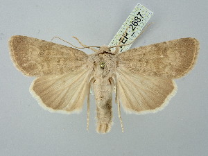  ( - BGE_ZSM_LEP_2687)  @11 [ ] by-nc-sa (2025) SNSB, Staatliche Naturwissenschaftliche Sammlungen Bayerns ZSM (SNSB, Zoologische Staatssammlung Muenchen)