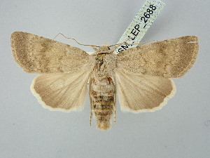  ( - BGE_ZSM_LEP_2688)  @11 [ ] by-nc-sa (2025) SNSB, Staatliche Naturwissenschaftliche Sammlungen Bayerns ZSM (SNSB, Zoologische Staatssammlung Muenchen)