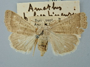  ( - BGE_ZSM_LEP_2690)  @11 [ ] by-nc-sa (2025) SNSB, Staatliche Naturwissenschaftliche Sammlungen Bayerns ZSM (SNSB, Zoologische Staatssammlung Muenchen)