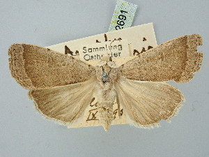  ( - BGE_ZSM_LEP_2691)  @11 [ ] by-nc-sa (2025) SNSB, Staatliche Naturwissenschaftliche Sammlungen Bayerns ZSM (SNSB, Zoologische Staatssammlung Muenchen)
