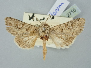  ( - BGE_ZSM_LEP_2710)  @11 [ ] by-nc-sa (2025) SNSB, Staatliche Naturwissenschaftliche Sammlungen Bayerns ZSM (SNSB, Zoologische Staatssammlung Muenchen)