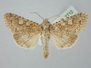  ( - BGE_ZSM_LEP_2712)  @11 [ ] by-nc-sa (2025) SNSB, Staatliche Naturwissenschaftliche Sammlungen Bayerns ZSM (SNSB, Zoologische Staatssammlung Muenchen)