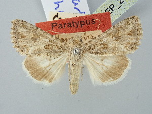  ( - BGE_ZSM_LEP_2713)  @11 [ ] by-nc-sa (2025) SNSB, Staatliche Naturwissenschaftliche Sammlungen Bayerns ZSM (SNSB, Zoologische Staatssammlung Muenchen)