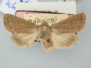 ( - BGE_ZSM_LEP_2725)  @11 [ ] by-nc-sa (2025) SNSB, Staatliche Naturwissenschaftliche Sammlungen Bayerns ZSM (SNSB, Zoologische Staatssammlung Muenchen)