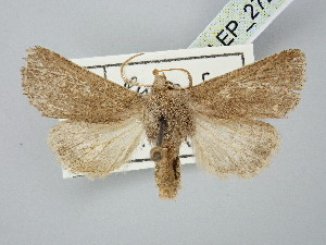  ( - BGE_ZSM_LEP_2726)  @11 [ ] by-nc-sa (2025) SNSB, Staatliche Naturwissenschaftliche Sammlungen Bayerns ZSM (SNSB, Zoologische Staatssammlung Muenchen)