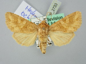  ( - BGE_ZSM_LEP_2733)  @11 [ ] by-nc-sa (2025) SNSB, Staatliche Naturwissenschaftliche Sammlungen Bayerns ZSM (SNSB, Zoologische Staatssammlung Muenchen)